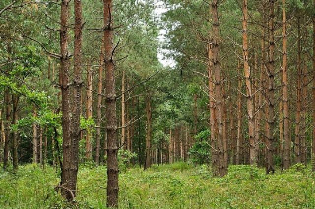 ANCIENT PINE FOREST OF FENYŐFŐ