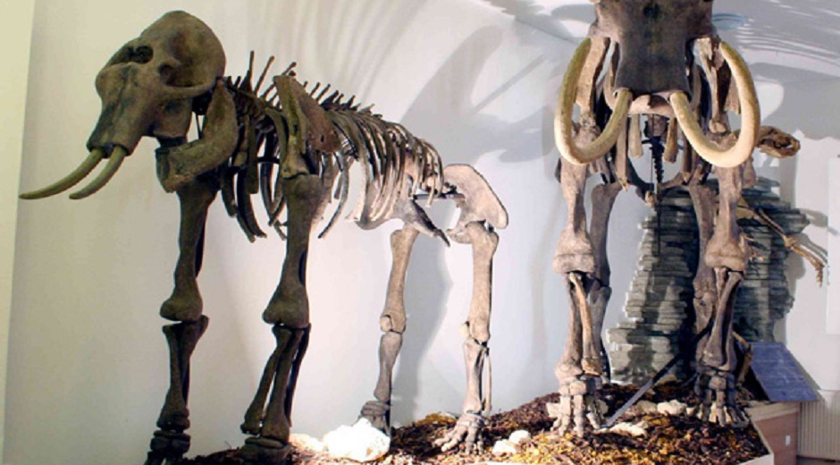 GIANTS FROM THE ICE AGE IN THE BAKONY