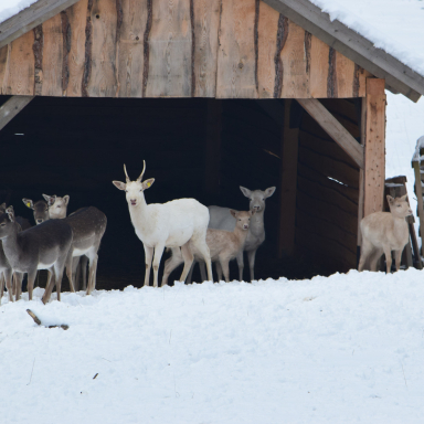 SZARVASKÚTI DÁM FARM