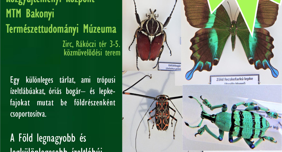 Egzotikus ízeltlábúak időszaki kiállítás
