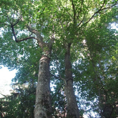 ARBORÉTUM (BERKESI GÁBORNÉ) Galéria