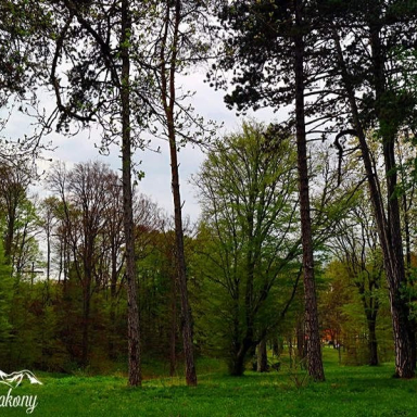 ALSÓPEREI (NÁDASDY) ARBORÉTUM Galéria