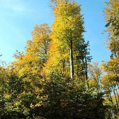 Kőris-hegy