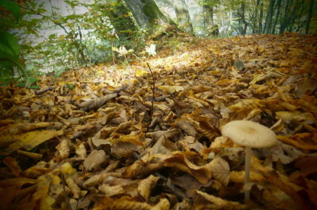 VINYEI ÉLETKÉPEK (TÓRIZS SZABINA)