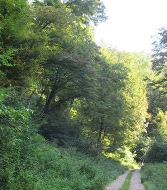 ODVASKŐ - RÉZBÜKKI ÚT - KŐRIS-HEGY - ÖREG SZARVAD-ÁROK (BAÁN IRÉN) Galéria