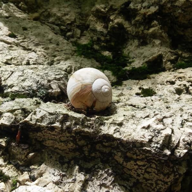 A BAKONY HANGULATA ÉS KÜLÖNBÖZŐ ARCAI (LAKNER GERGŐ) Galéria