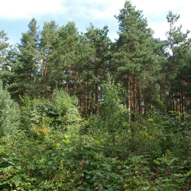 Fenyőfői Ősfenyves