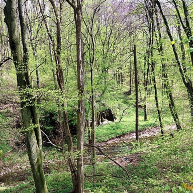 Római-fürdő