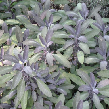 ARBORÉTUM (BERKESI GÁBORNÉ) Galéria