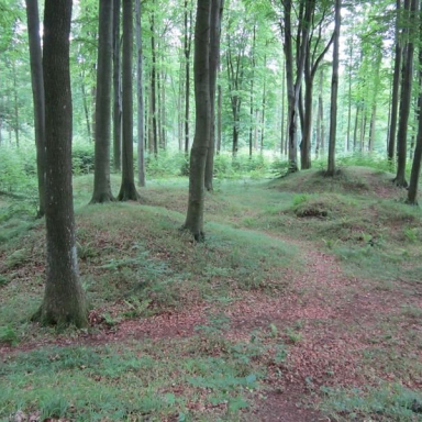 BAKONYBÉL Galéria