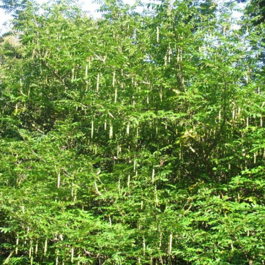 ARBORÉTUM (BERKESI GÁBORNÉ) Galéria