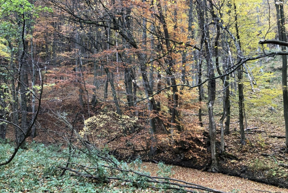 Bakonyi Zöldkör