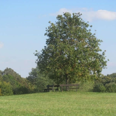 SZÉPALMA - KŐRIS-HEGY - ÖRDÖG-LIK - HALOMSÍROK – SZÉPALMA (BAÁN IRÉN) Galéria