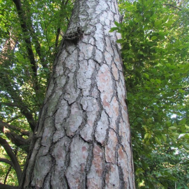 ARBORÉTUM (BERKESI GÁBORNÉ) Galéria