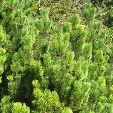 ARBORÉTUM (BERKESI GÁBORNÉ) Galéria