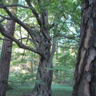 ARBORÉTUM (BERKESI GÁBORNÉ) Galéria