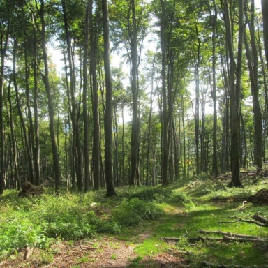 SZÉPALMA - KŐRIS-HEGY - ÖRDÖG-LIK - HALOMSÍROK – SZÉPALMA (BAÁN IRÉN) Galéria