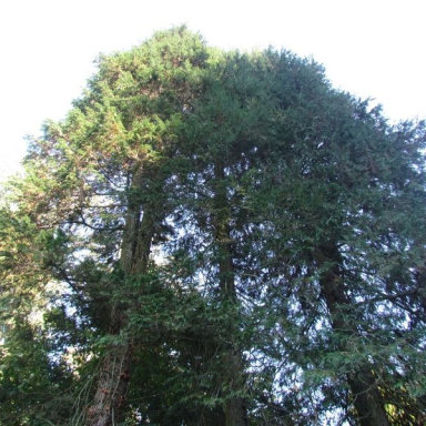 ARBORÉTUM (BERKESI GÁBORNÉ) Galéria