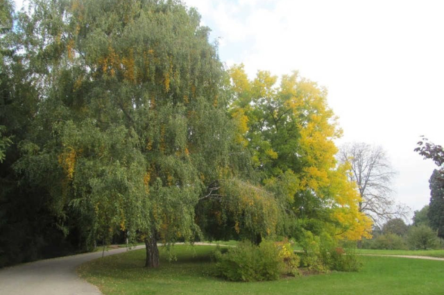 SZÉPALMA - KŐRIS-HEGY - ÖRDÖG-LIK - HALOMSÍROK – SZÉPALMA (BAÁN IRÉN)