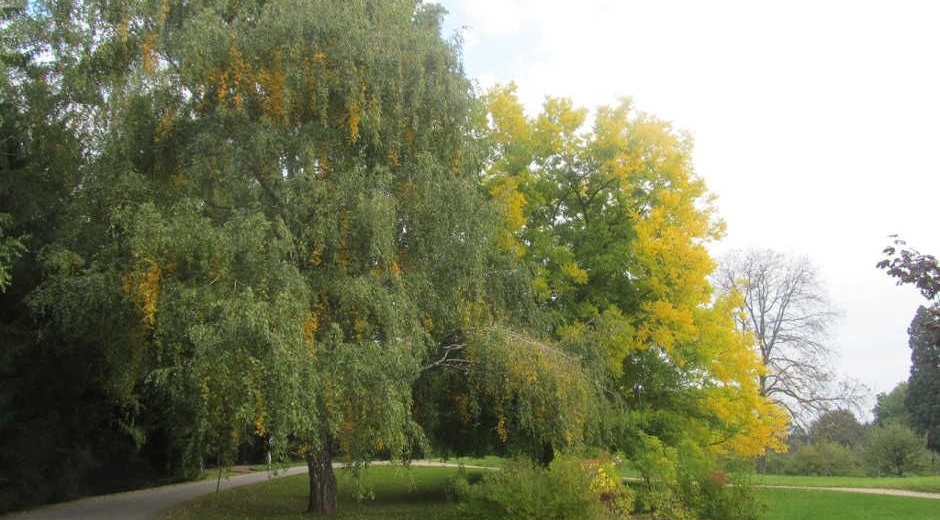 SZÉPALMA - KŐRIS-HEGY - ÖRDÖG-LIK - HALOMSÍROK – SZÉPALMA (BAÁN IRÉN)