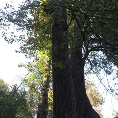 ARBORÉTUM (BERKESI GÁBORNÉ) Galéria