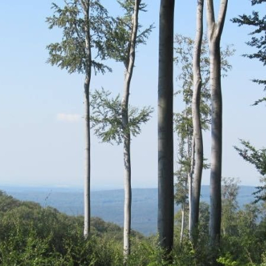 ODVASKŐ - RÉZBÜKKI ÚT - KŐRIS-HEGY - ÖREG SZARVAD-ÁROK (BAÁN IRÉN) Galéria