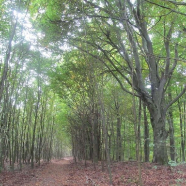 SZÉPALMA - KŐRIS-HEGY - ÖRDÖG-LIK - HALOMSÍROK – SZÉPALMA (BAÁN IRÉN) Galéria